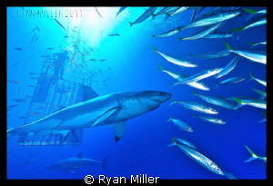 White Shark Isle De Guadalupe Sept 2011 by Ryan Miller 
